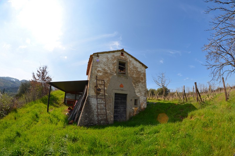 Amiata Immobiliare - Annuncio rif.AZ 75 - AGENZIA IMMOBILIARE AMIATA - Case in vendita sul Monte Amiata - Affitti - Ville casali appartamenti in affitto - appartamenti in vendita sull amiata - REAL ESTATE