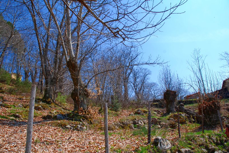 Amiata Immobiliare - Annuncio rif.Az 50 - AGENZIA IMMOBILIARE AMIATA - Case in vendita sul Monte Amiata - Affitti - Ville casali appartamenti in affitto - appartamenti in vendita sull amiata - REAL ESTATE