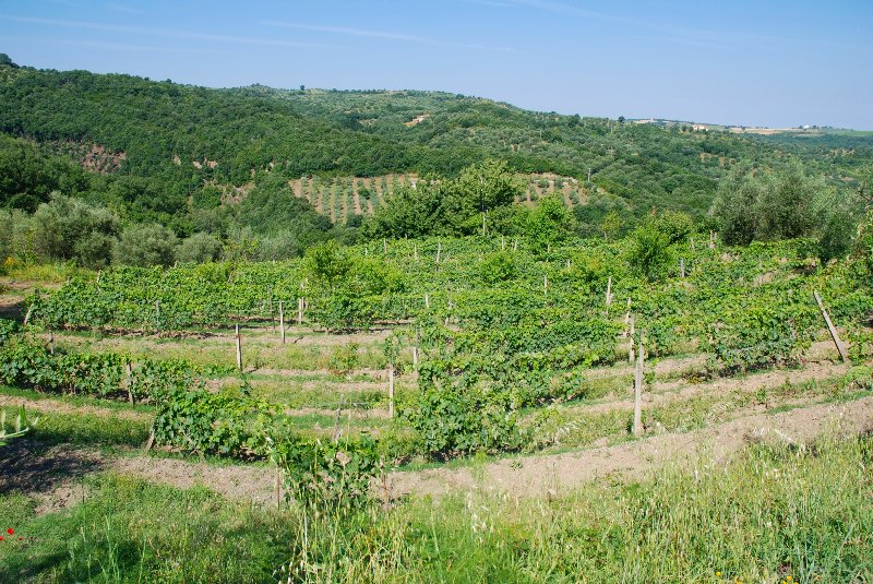 Amiata Immobiliare - Annuncio rif.AZ 44 - AGENZIA IMMOBILIARE AMIATA - Case in vendita sul Monte Amiata - Affitti - Ville casali appartamenti in affitto - appartamenti in vendita sull amiata - REAL ESTATE