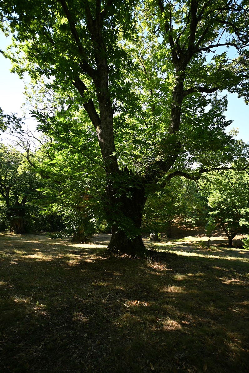 Amiata Immobiliare - Annuncio rif.Az 237 - AGENZIA IMMOBILIARE AMIATA - Case in vendita sul Monte Amiata - Affitti - Ville casali appartamenti in affitto - appartamenti in vendita sull amiata - REAL ESTATE